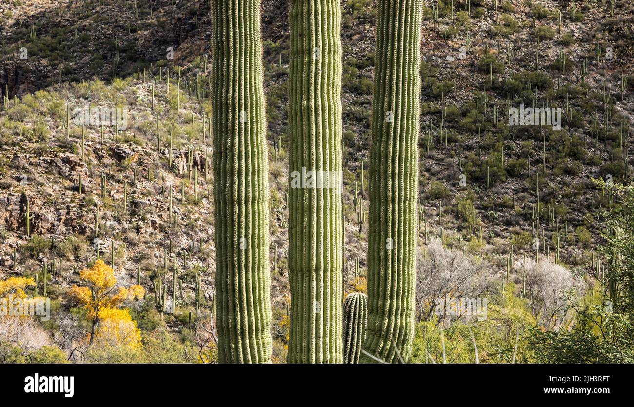 Saguaro cactus and Autumn colors in the trees  in late December, Sabino Canyon Recreation Area, Arizona, USA. Stock Photo