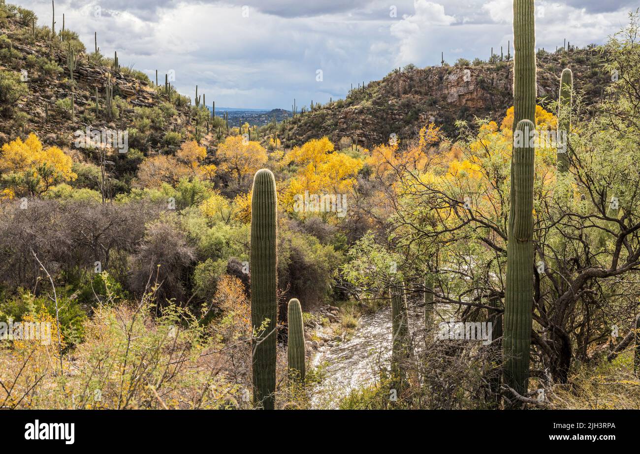 Trees showing their Fall colors around Sabino Creek in Sabino Canyon Recreation Area in December, Arizona. Stock Photo