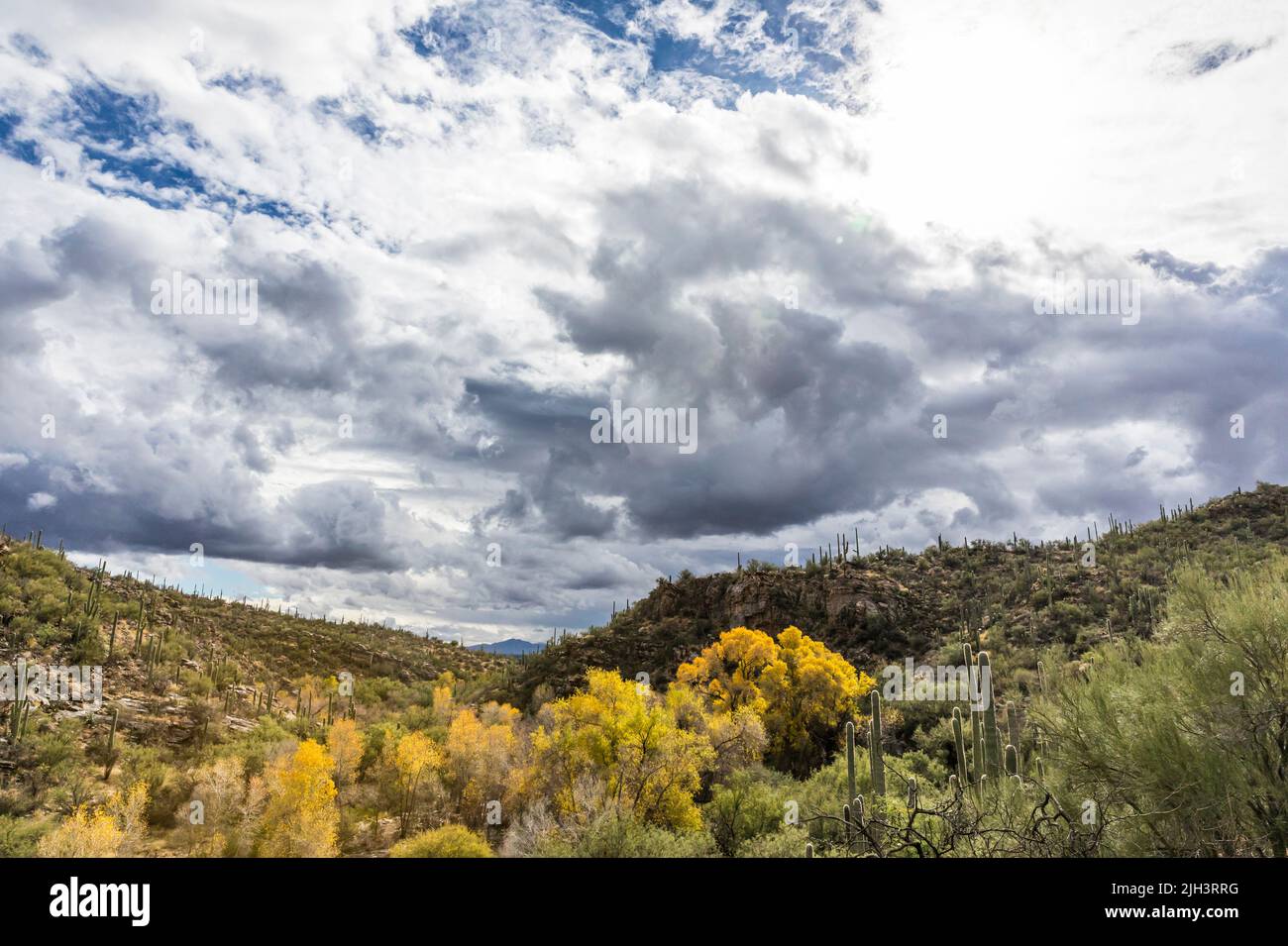 Trees showing their Fall colors around Sabino Creek in Sabino Canyon Recreation Area in December, Arizona. Stock Photo