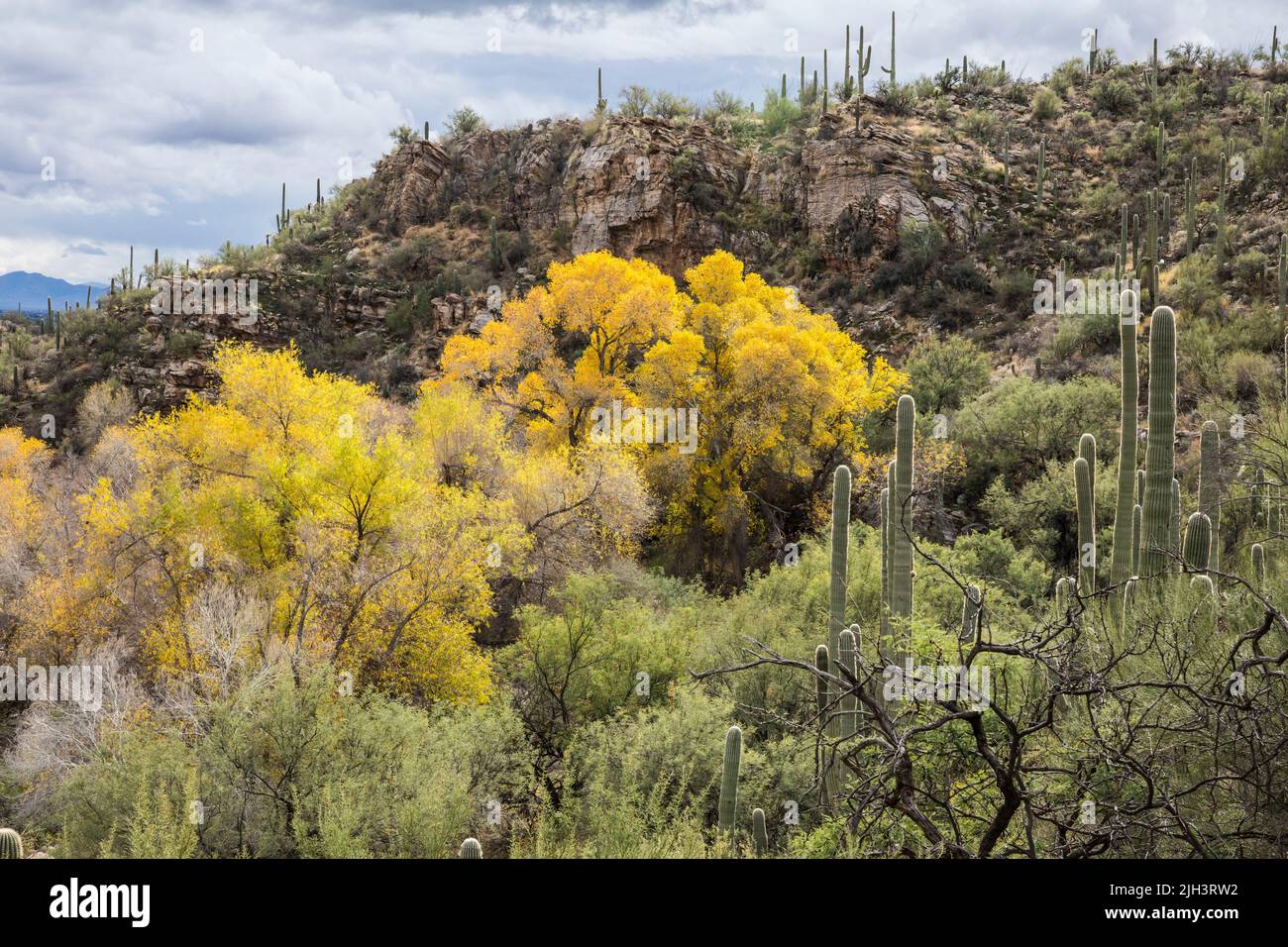 Trees showing their Fall colors around Sabino Creek in Sabino Canyon Recreation Area in December, Arizona. Stock Photo