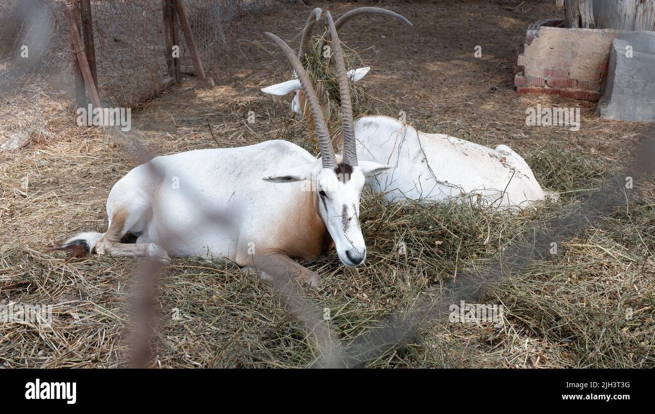 Arabian Oryx enjoying free time while visitors enjoy the beauty of his horns Stock Photo