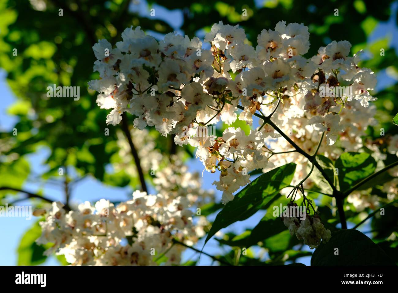 Flowers Catalpa bigon-like, Native American bean tree, Catalpa vulgaris, Catalpa lilac, cigar tree. Stock Photo