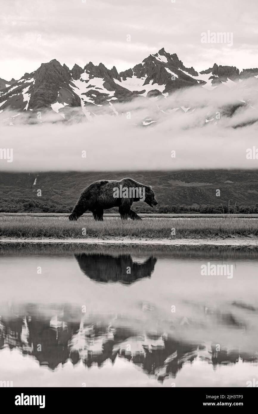 Brown bear walking in front of mountains with reflection Stock Photo