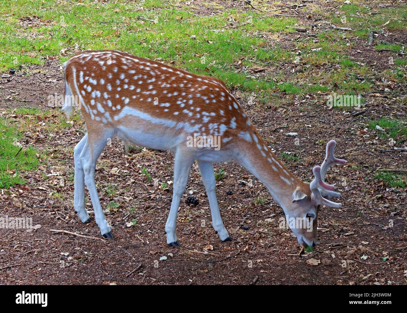 Deer at Dunham Massey NT hall & gardens, Altrincham, Cheshire, England, UK, WA14 4SJ Stock Photo