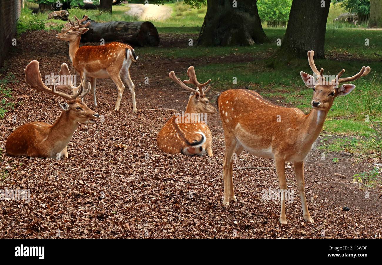 Deer at Dunham Massey NT hall & gardens, Altrincham, Cheshire, England, UK, WA14 4SJ Stock Photo