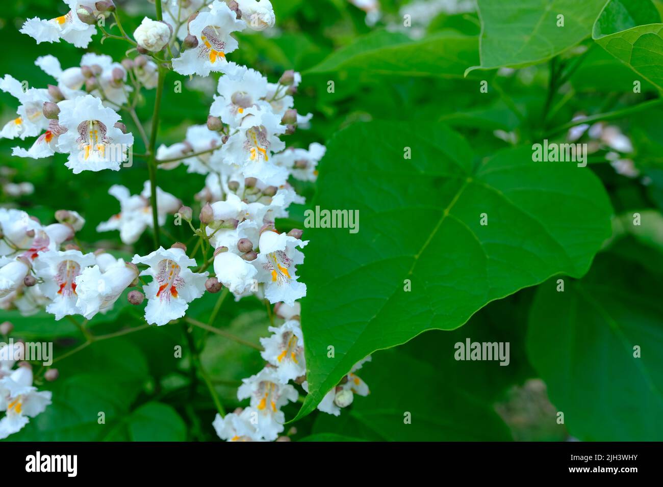 Flowers Catalpa bigon-like, Native American bean tree, Catalpa vulgaris, Catalpa lilac, cigar tree. Stock Photo