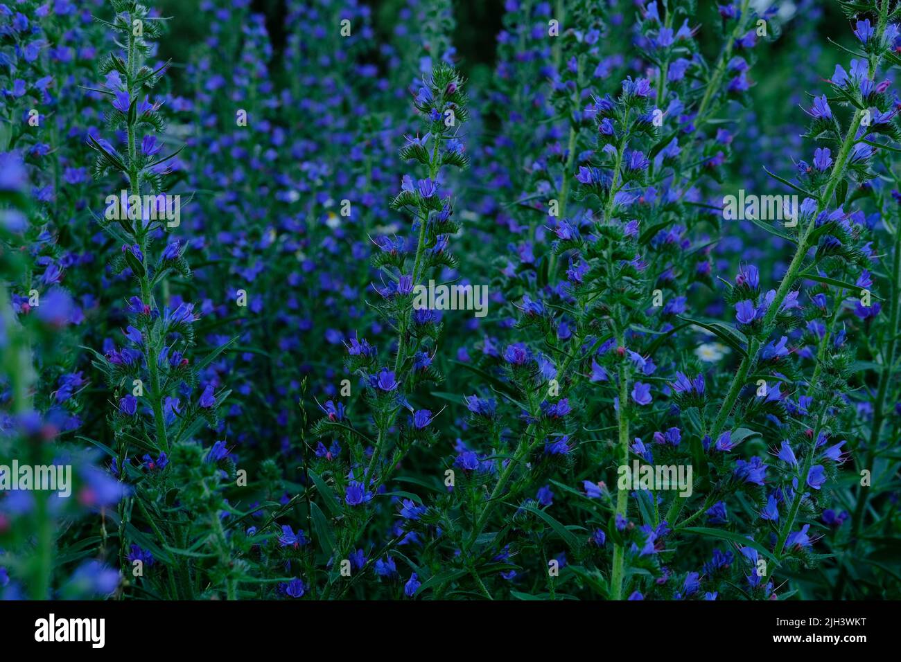 Echium vulgare flowers with Bumble Bee, beautiful blue flowers in dark background Stock Photo