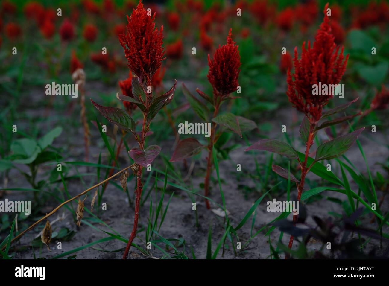 Celosia light yellow plant hi-res stock photography and images - Alamy