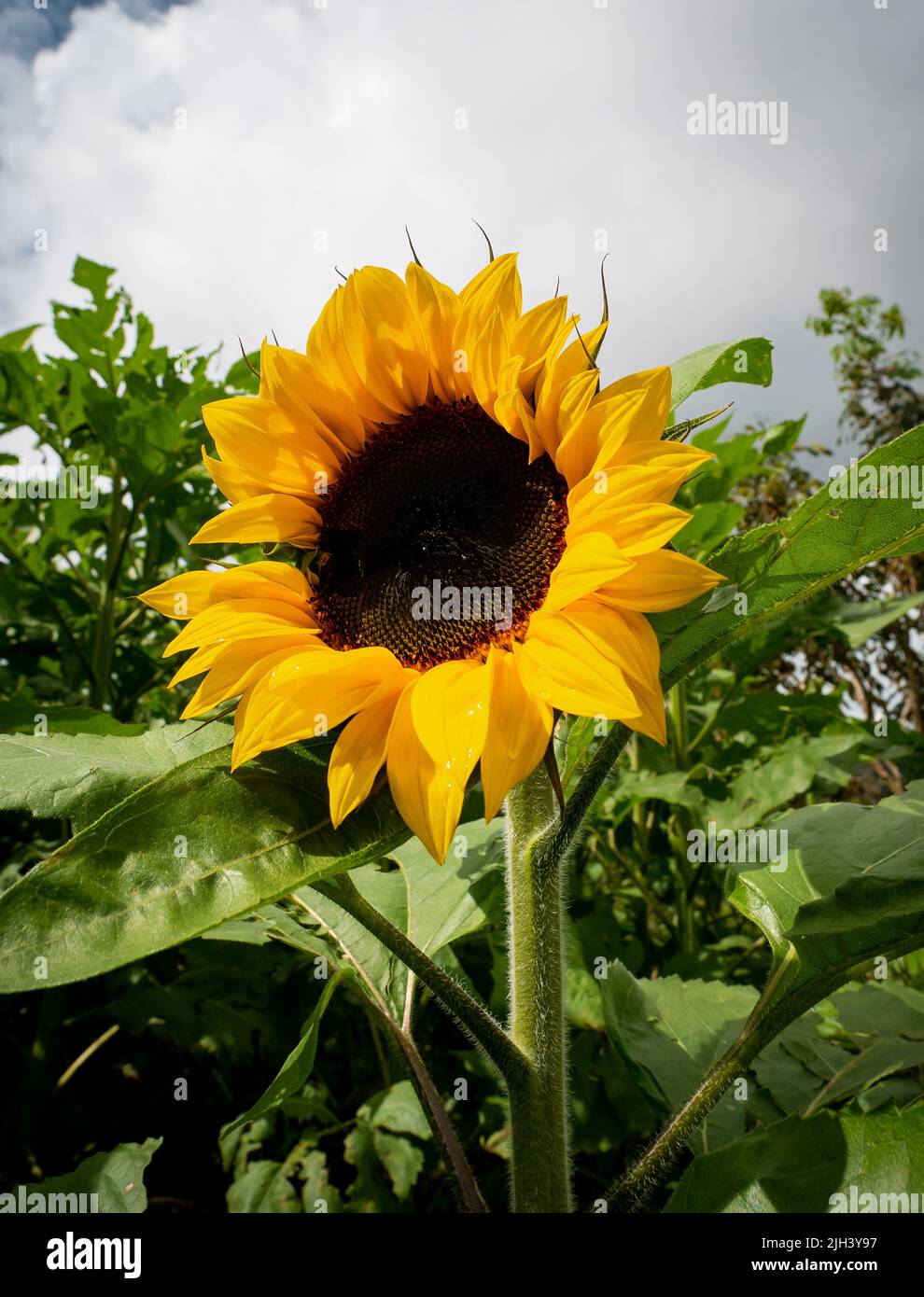 Sunflower in a Garden full of Flowers and Plants on a Cloudy Day Stock
