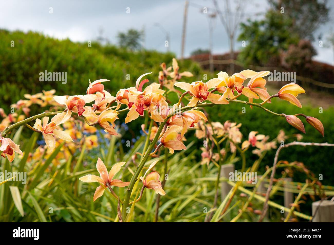 Yellow Flowers with Orange and Red (Cymbidium sinense) Moving in the Wind in the Garden Stock Photo