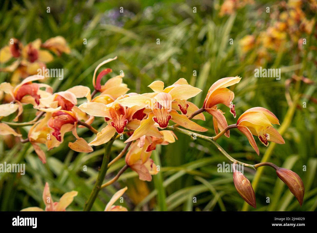 Yellow Flowers with Orange and Red (Cymbidium sinense) Moving in the Wind in the Garden Stock Photo