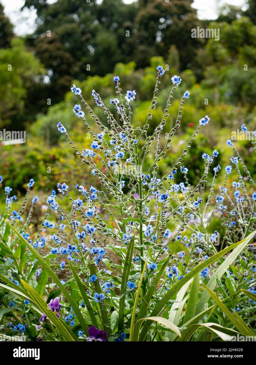 Blue Flowers Known as Chinese hound's tongue or Chinese forget-me-not (Cynoglossum amabile), in the Garden on a Cloudy Day Stock Photo