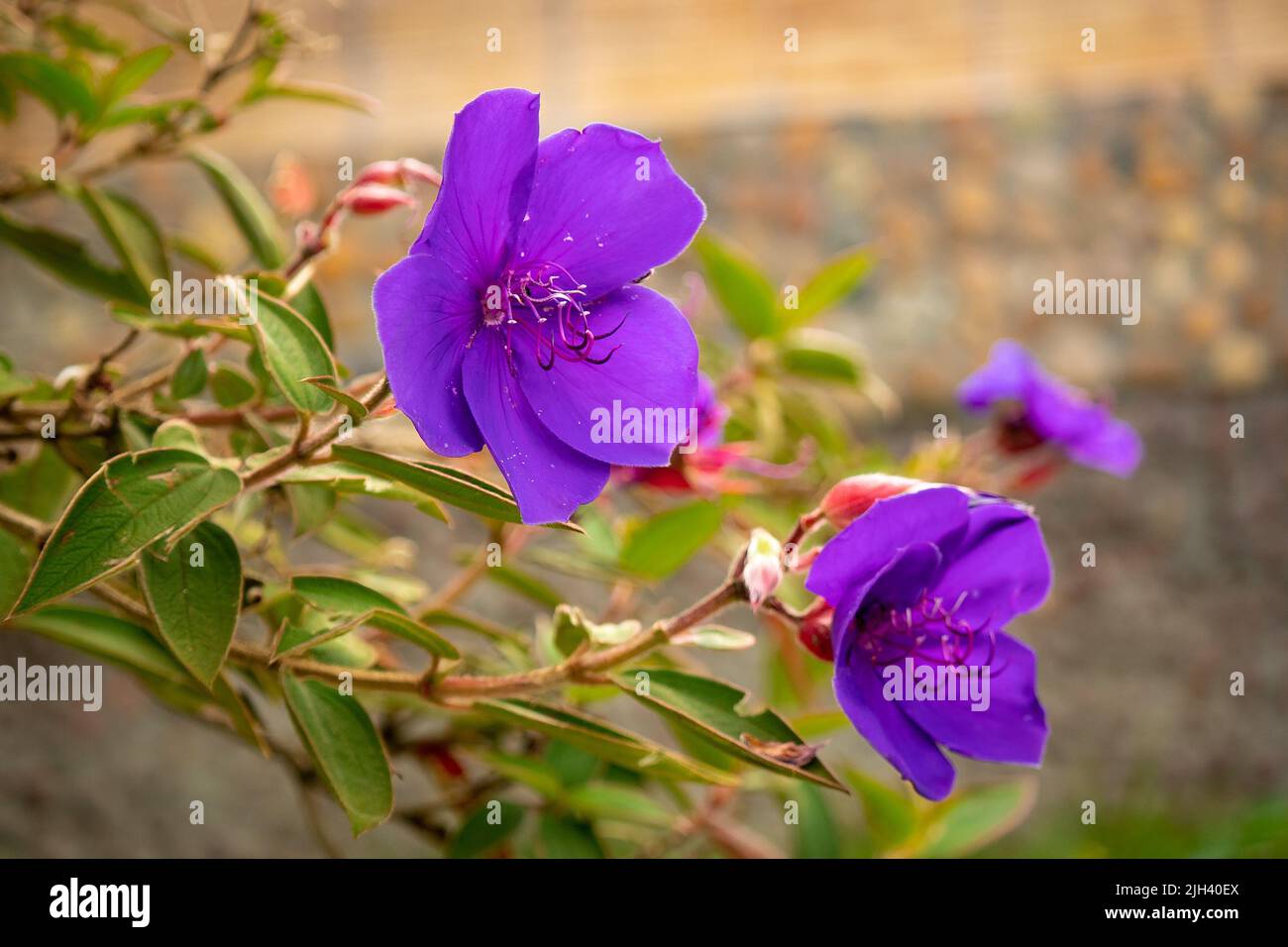 The Brazilian Purple Flower Known as Pleroma urvilleanum (Tibouchina urvilleana) in the Garden Stock Photo