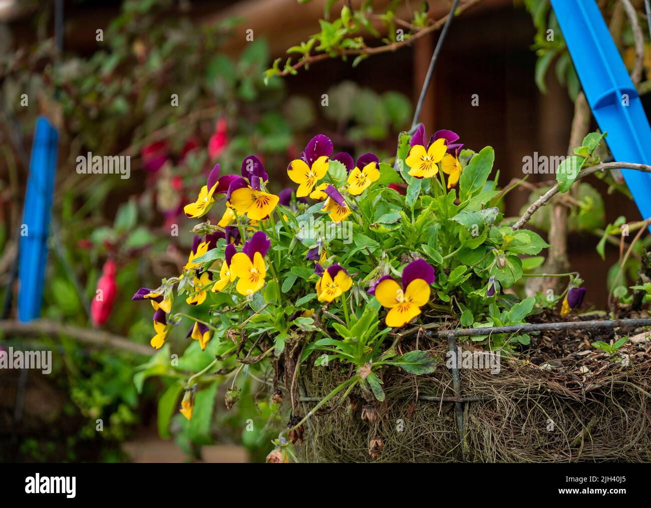 Yellow and Purple Flowers Known as Pansy (Viola × wittrockiana) in a Rustic Pot Stock Photo