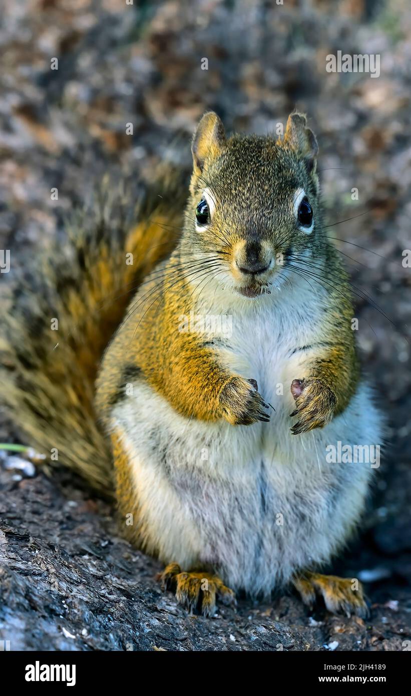 A red squirrel 'Tamiasciurus hudsonicus', sitting on his rear looking comfortable in rural Alberta Canada. Stock Photo