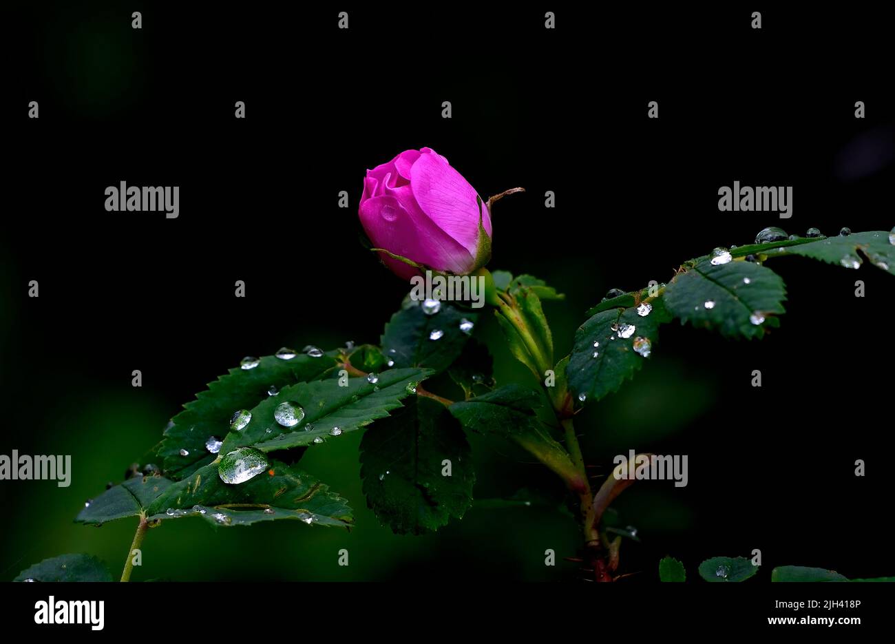A wild rose bud (Rosa acicularis); on a dark background in the spring season in rural Alberta Canada Stock Photo