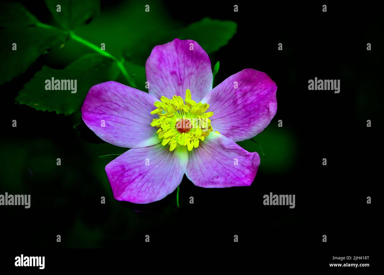 A colorful wild rose (Rosa acicularis); on a dark background in rural Alberta Canada Stock Photo