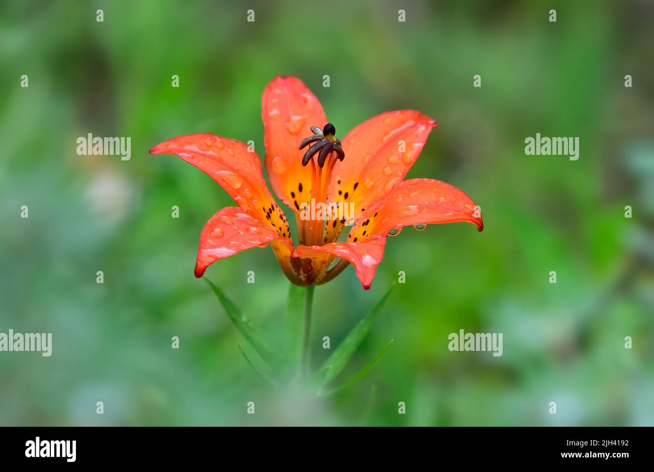 A brightly colored wood lily (Lilium philadelphicum); growing wild in a rural area in Alberta Canada Stock Photo