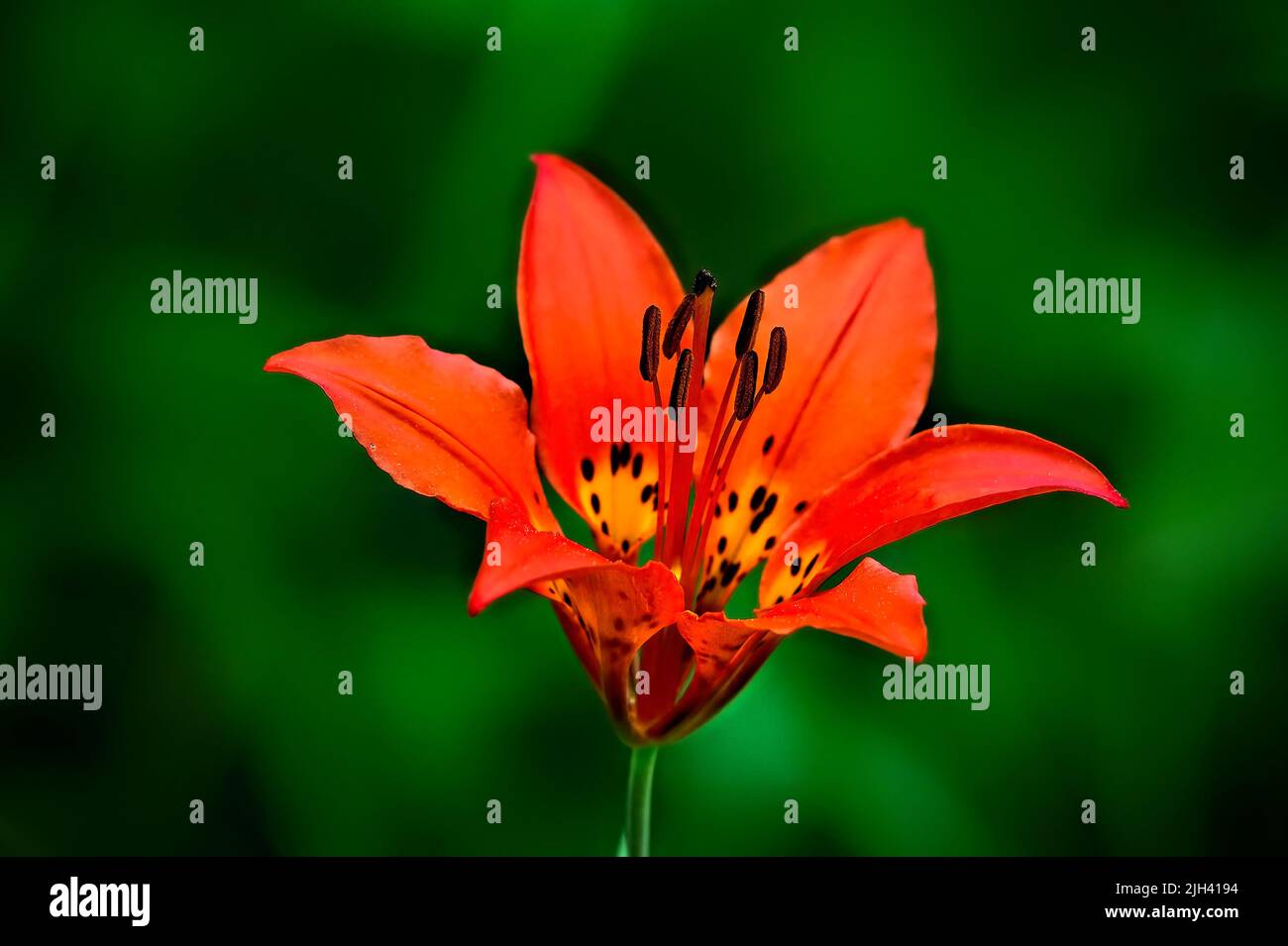 A horizontal image of a brightly colored wood lily (Lilium philadelphicum); growing wild in a rural area in Alberta Canada Stock Photo
