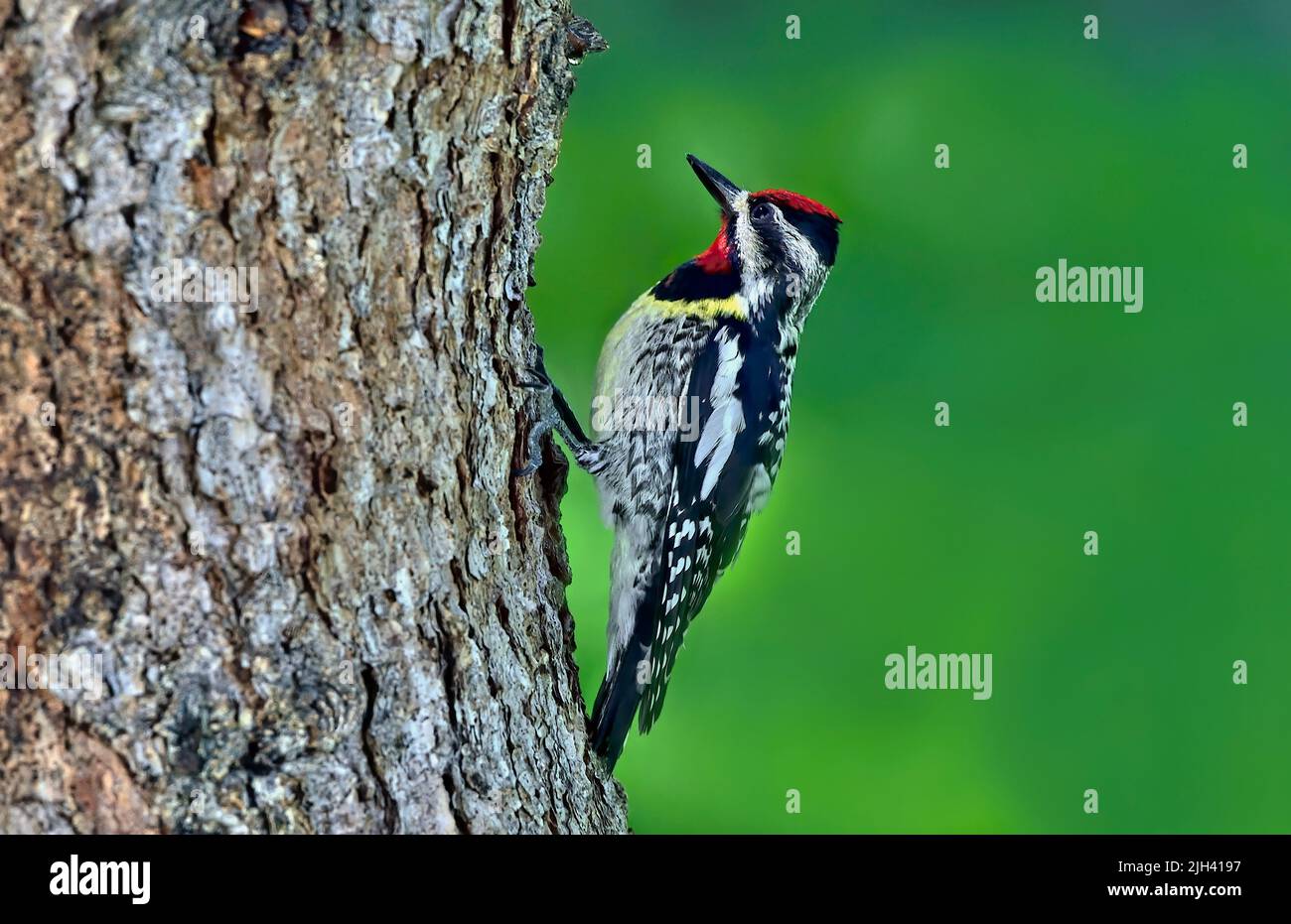 A wild Yellow-bellied Sapsucker foraging on a spruce tree trunk in rural Alberta Canada. Stock Photo