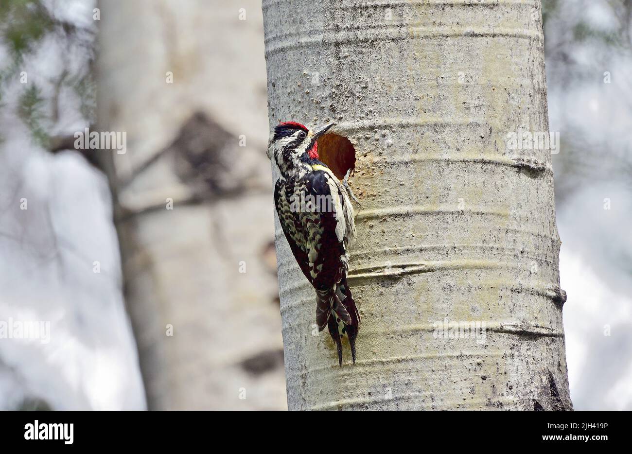 A Yellow-bellied Sapsucker; Sphyrapicus varius; foraging at a hole in a poplar tree in rural Alberta Canada. Stock Photo