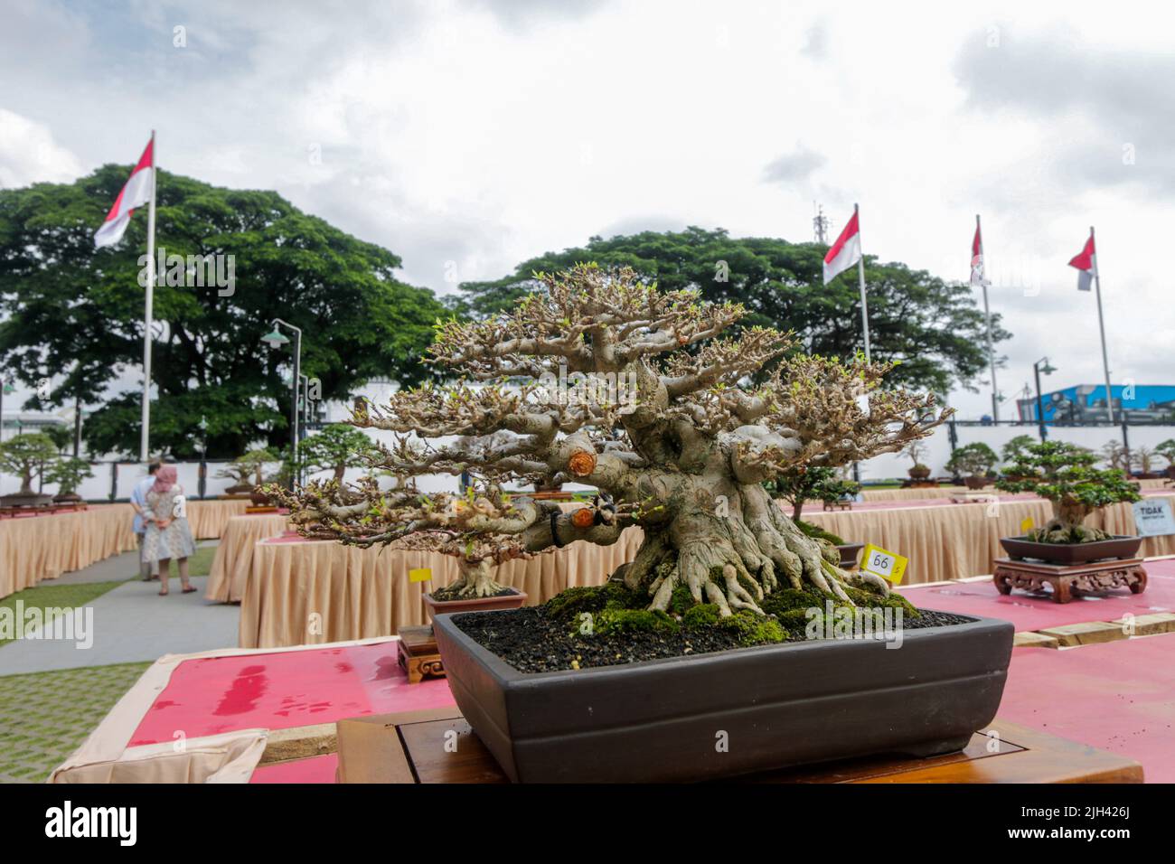 Bonsai contest and exhibition at Bogor City, Indonesian. Indonesia is