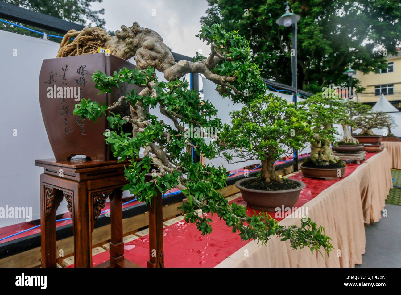 Bonsai contest and exhibition at Bogor City, Indonesian. Indonesia is