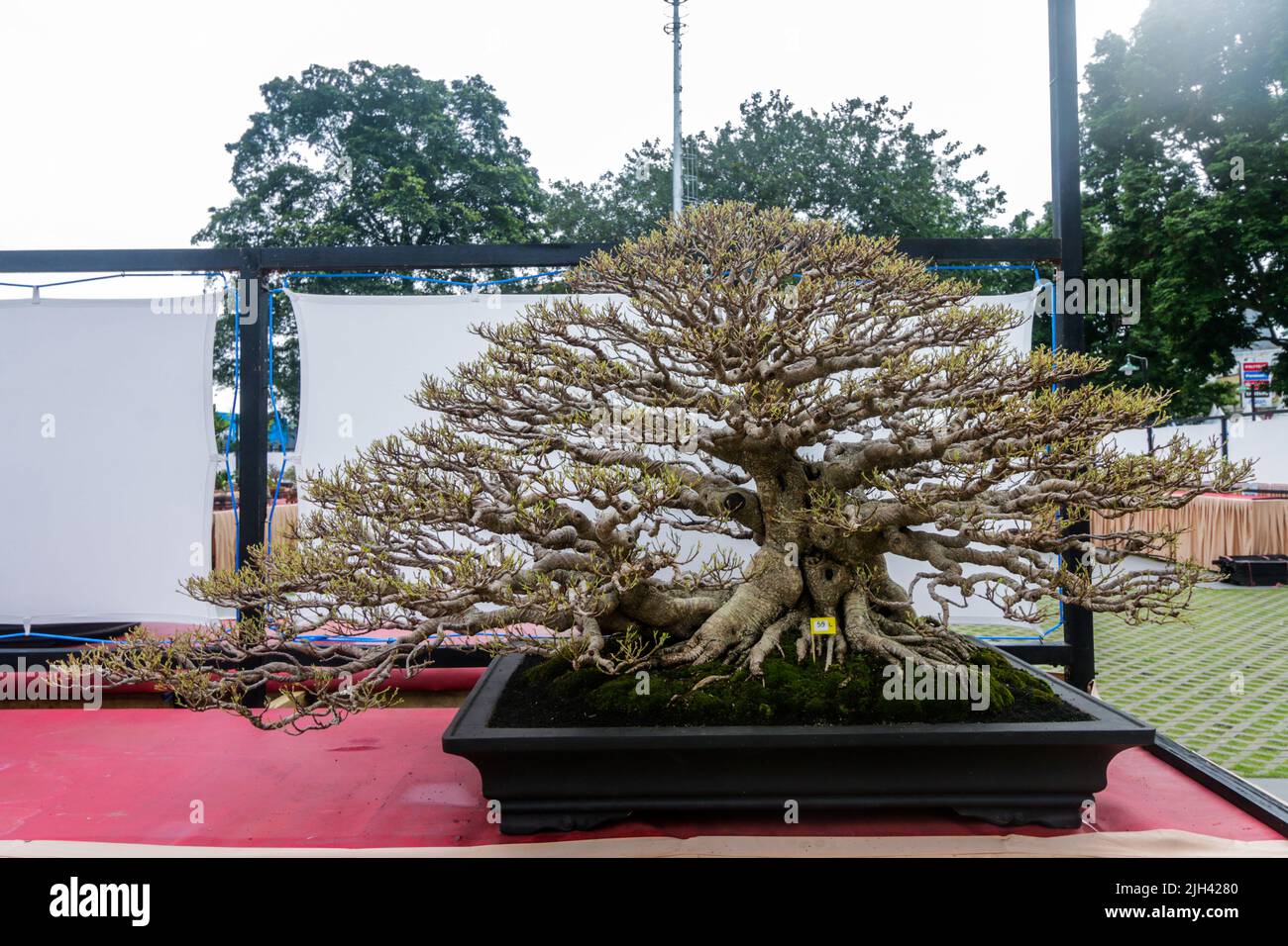 Bonsai contest and exhibition at Bogor City, Indonesian. Indonesia is