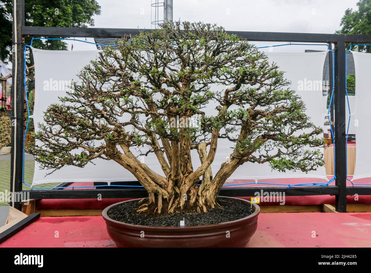 Bonsai contest and exhibition at Bogor City, Indonesian. Indonesia is