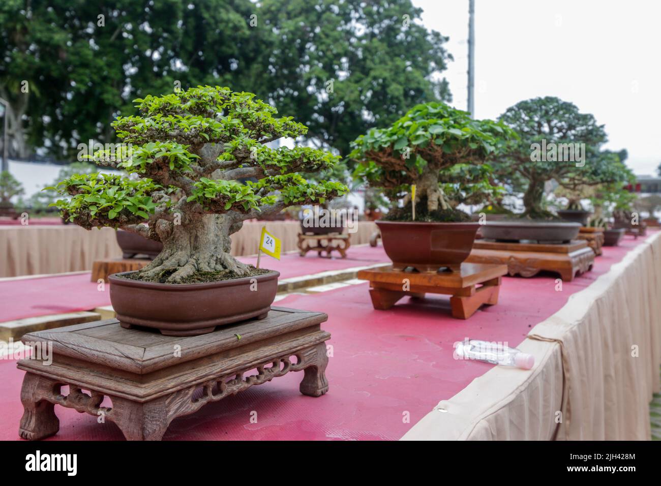 Bonsai contest and exhibition at Bogor City, Indonesian. Indonesia is