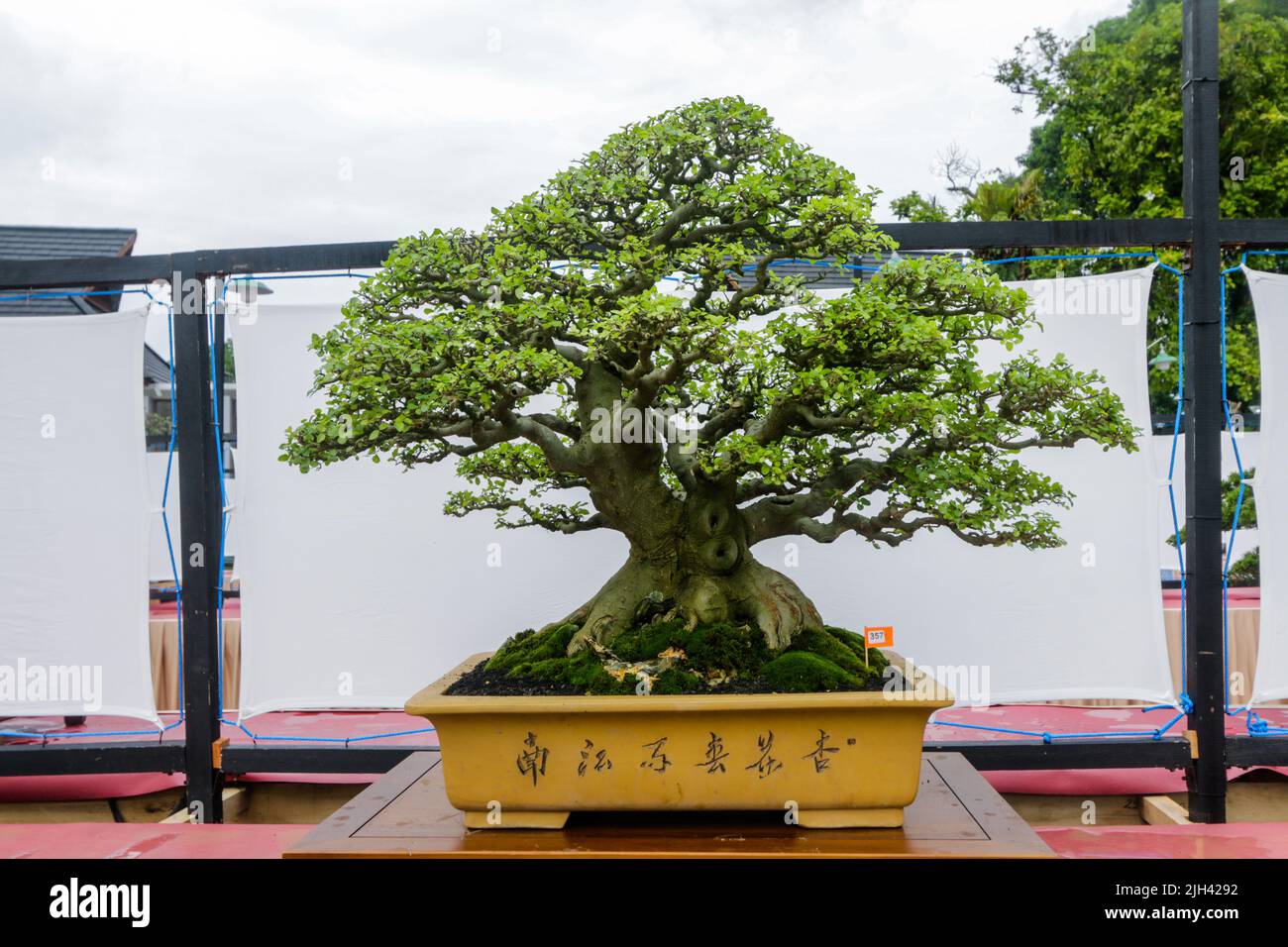Bonsai contest and exhibition at Bogor City, Indonesian. Indonesia is