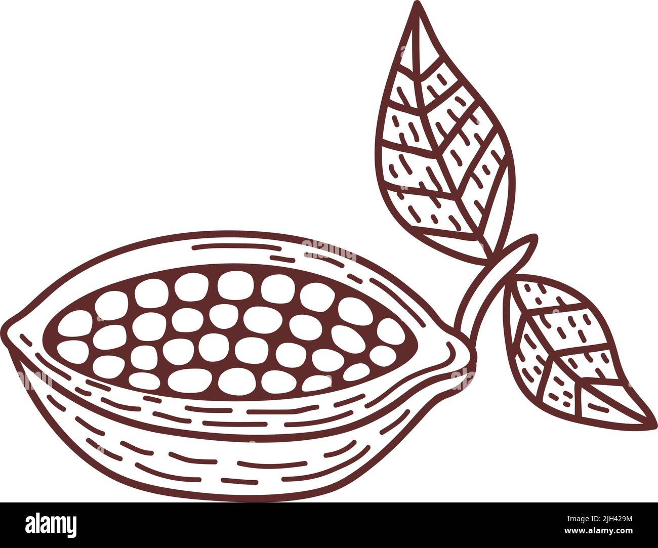cacao plant fruit sketch icon Stock Vector Image &amp; Art - Alamy