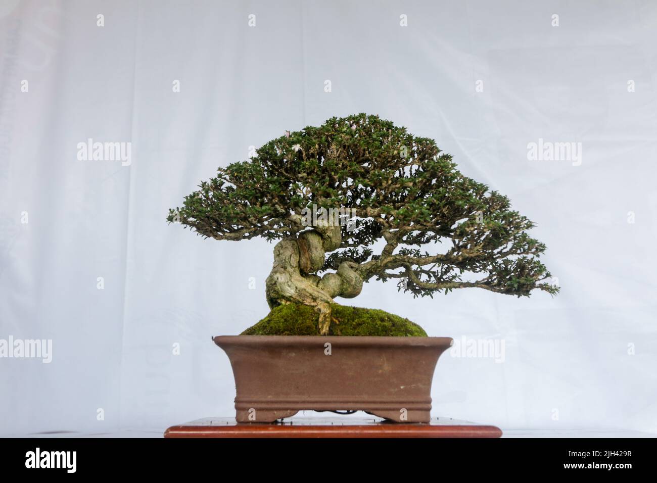 Bonsai contest and exhibition at Bogor City, Indonesian. Indonesia is