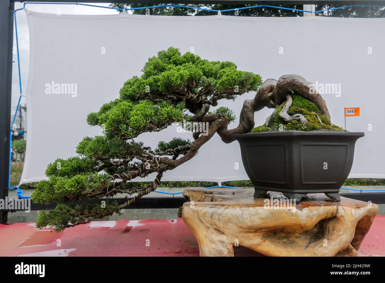 Bonsai contest and exhibition at Bogor City, Indonesian. Indonesia is