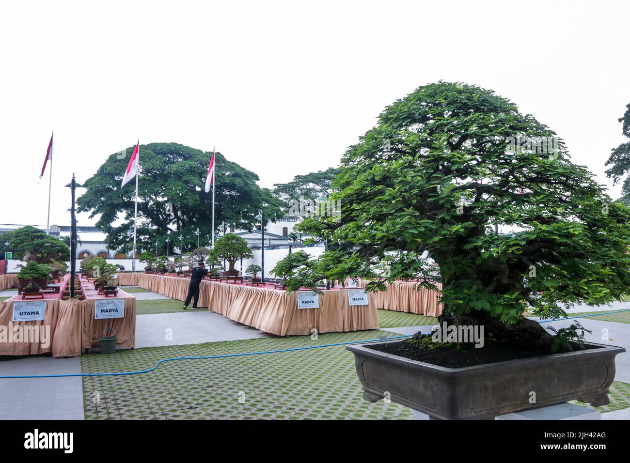 Bonsai contest and exhibition at Bogor City, Indonesian. Indonesia is