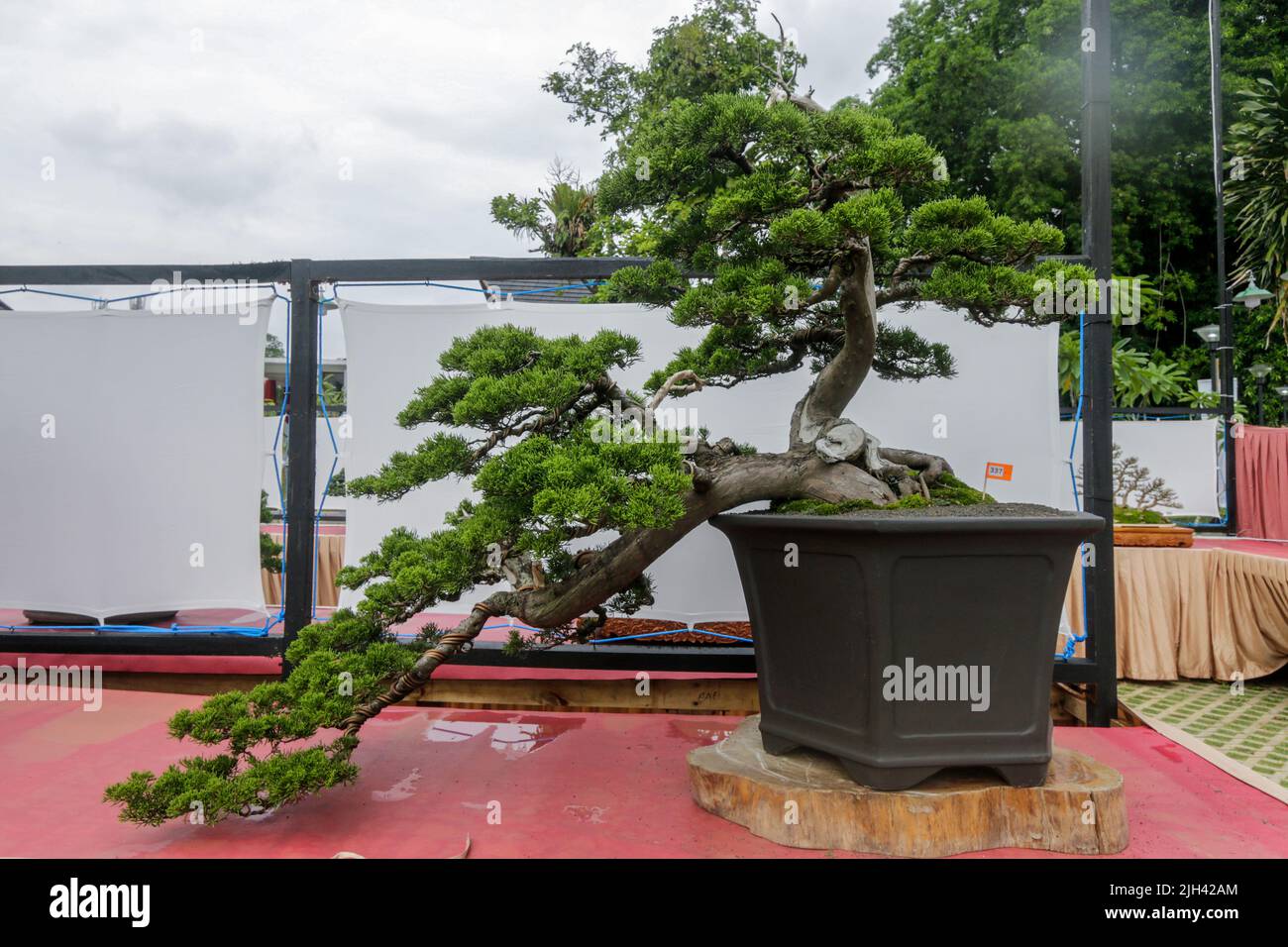 Bonsai contest and exhibition at Bogor City, Indonesian. Indonesia is