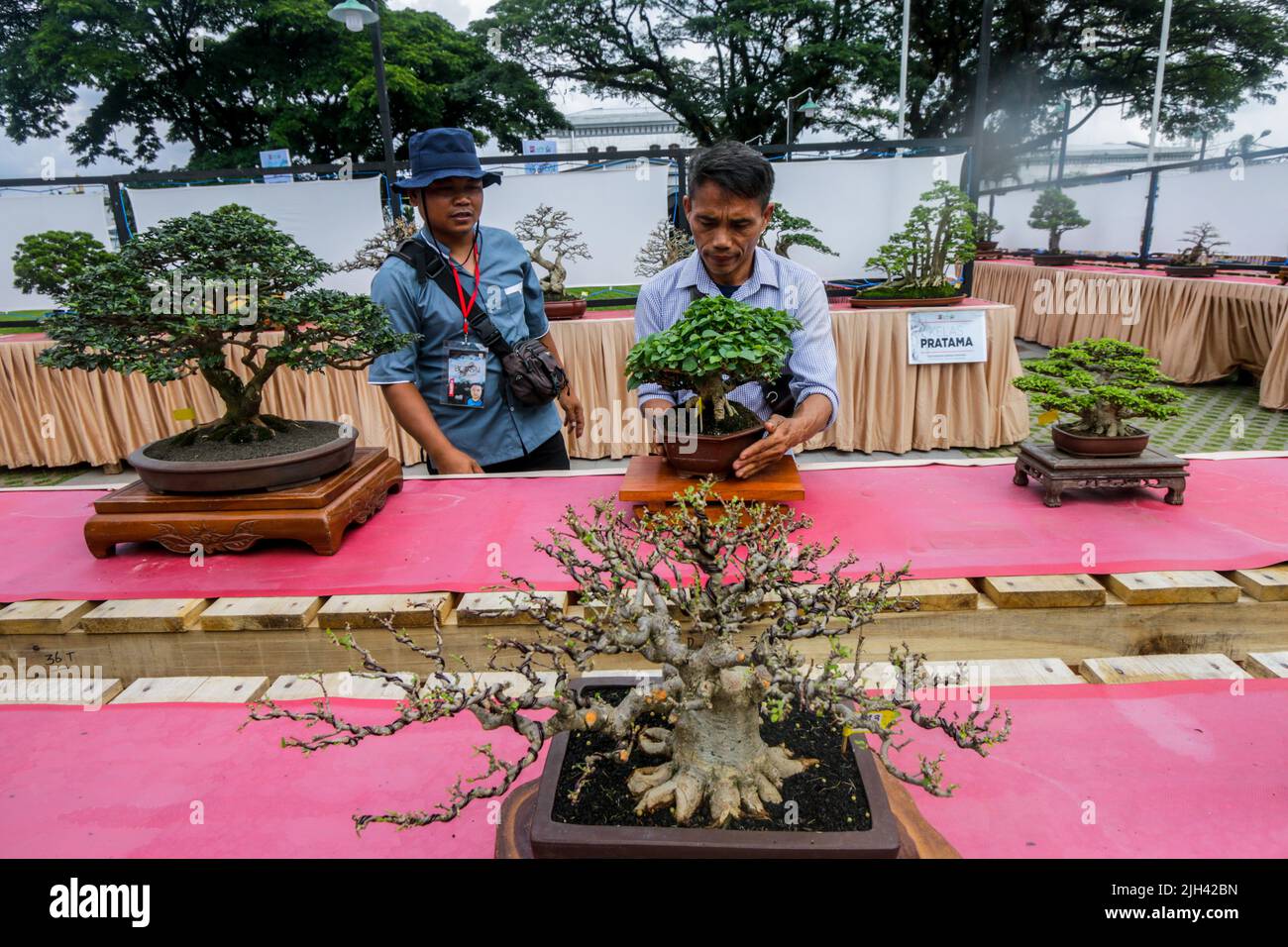 Bonsai contest and exhibition at Bogor City, Indonesian. Indonesia is