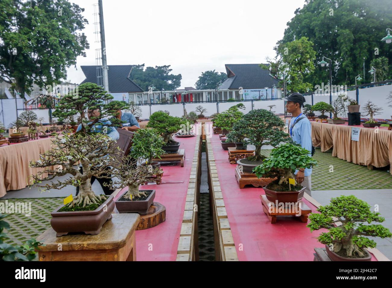 Bonsai contest and exhibition at Bogor City, Indonesian. Indonesia is