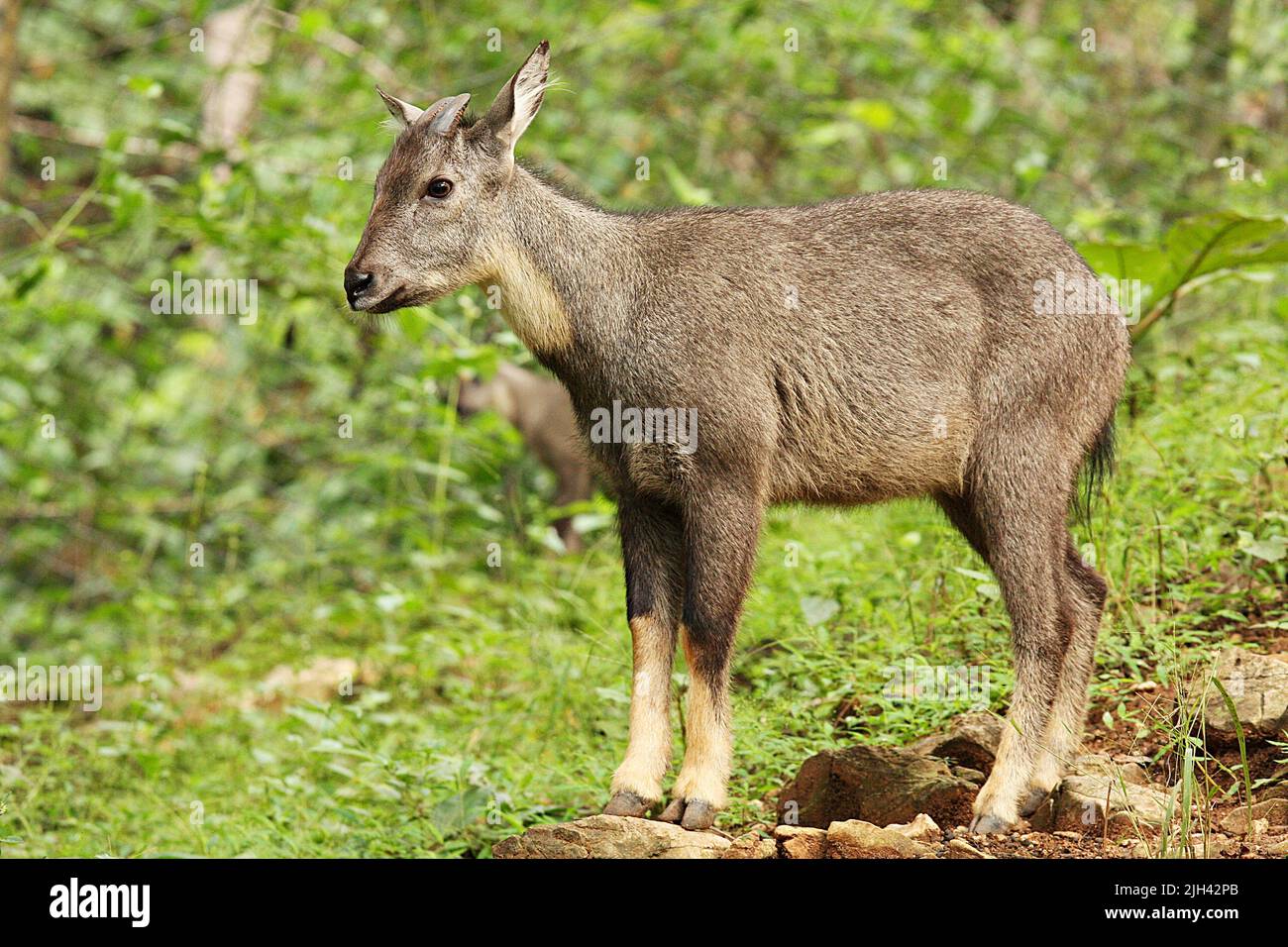 Long-tailed Goral (Naemorhedus caudatus) have gray fur and a dark brown stripe across their back. Stock Photo