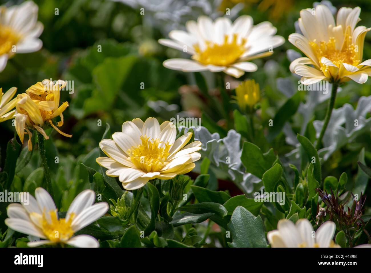 pale yellow african daisies called double moon glow, grow in a pretty
