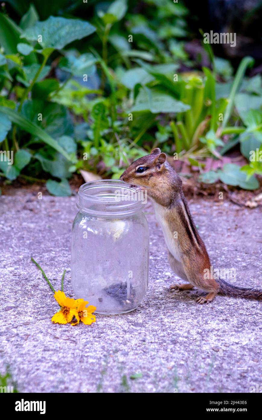 Small chipmunk sees delicious sunflower seeds in the bottom of a glass jar, but now hoe to get to them? Stock Photo