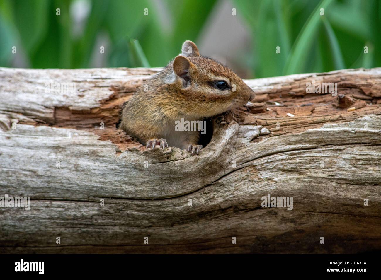 cute chipmunk pops up out of a hole in a hollow log Stock Photo