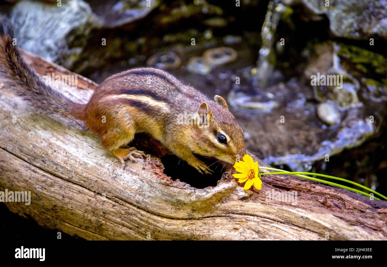 chipmunk examines a bright yellow flower outside her log home Stock Photo