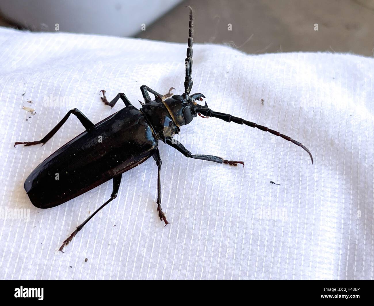 Darkling beetle. Family tenebrionidae. Morica planta Stock Photo