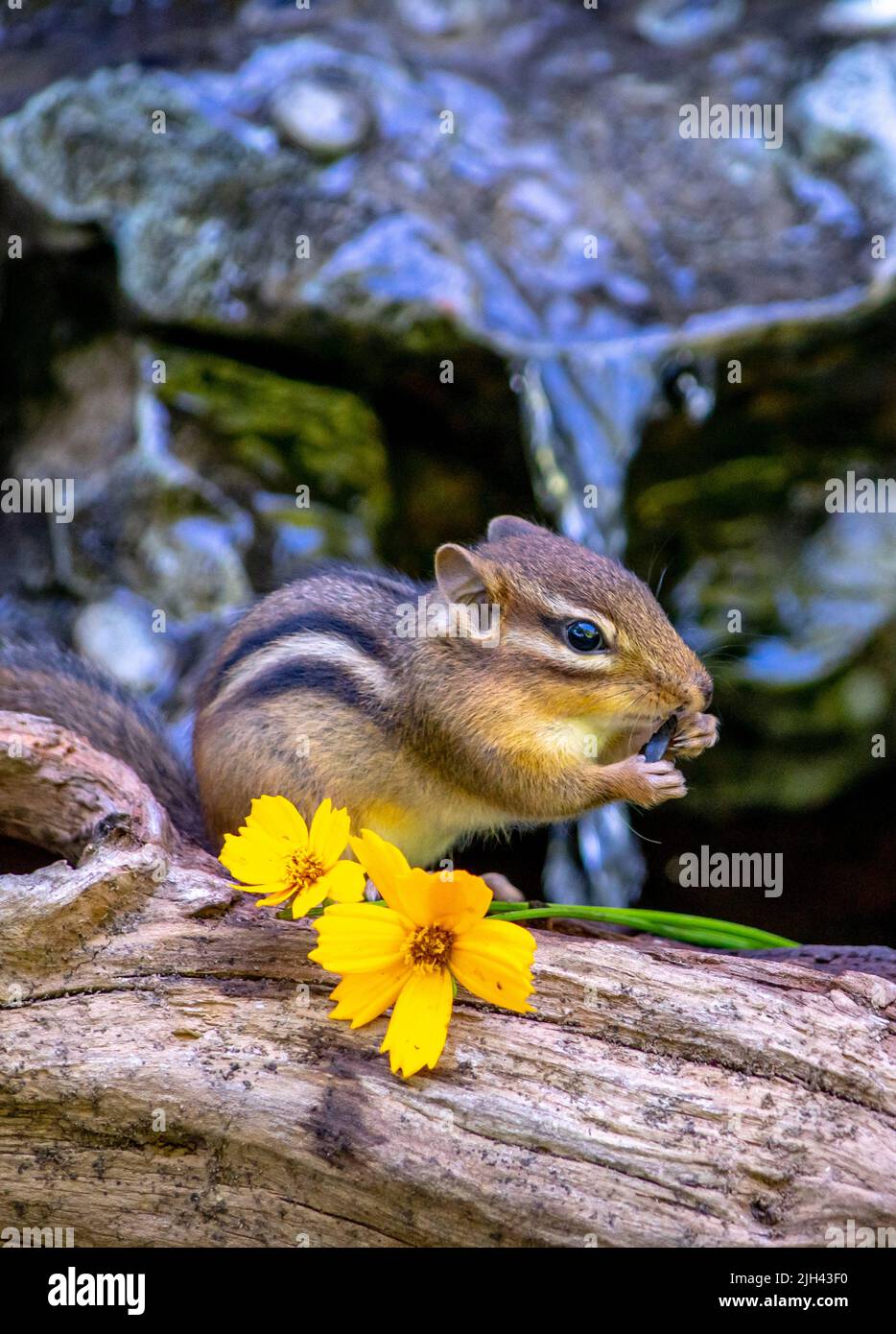 furry rodent nibbles on a sunflower seed as she poses on a log next to tiny yellow flowers Stock Photo