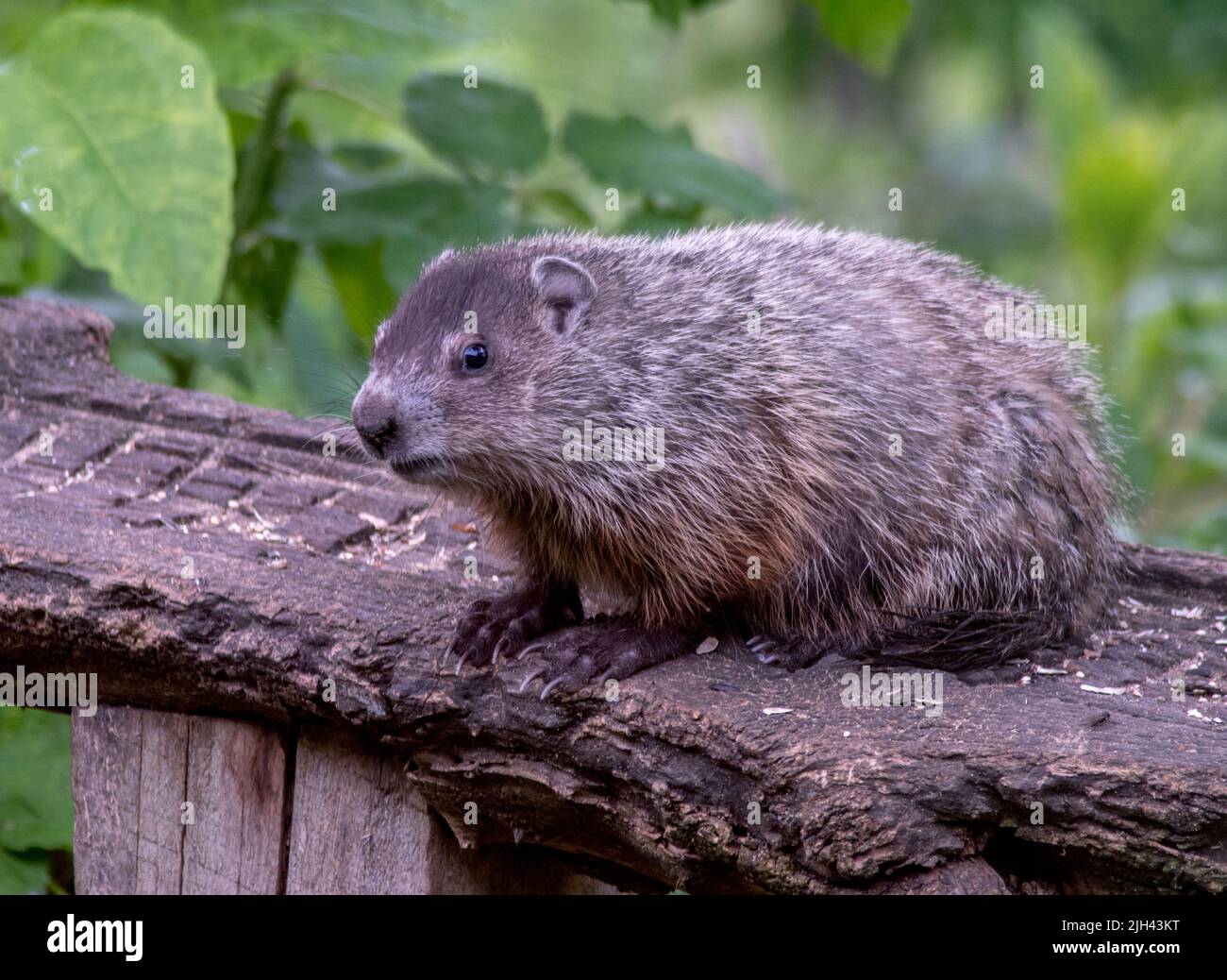This fat wood chuck sits on a log, a bit afraid. Also know as a ground hog, or a whistle pig, this shy creature lives in Michigan USA Stock Photo