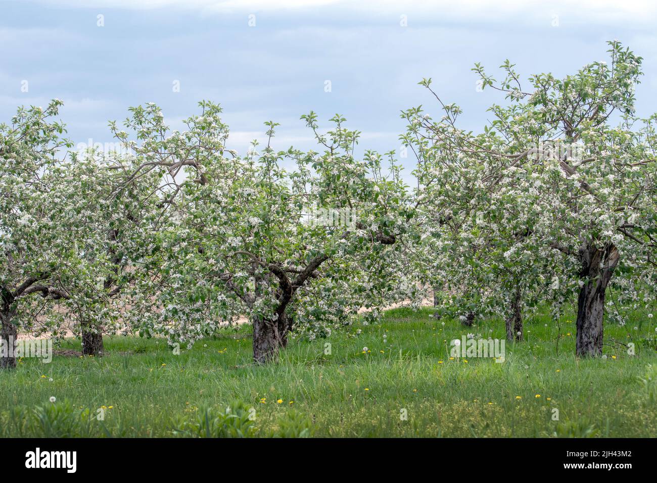 apple trees are covered in thousands of white flowers in early spring in Michigan USA Stock Photo