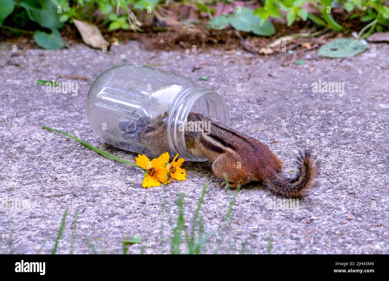 Wild chipmunk knocks over a jar of sunflower seeds to get to the delicious nibbles inside Stock Photo