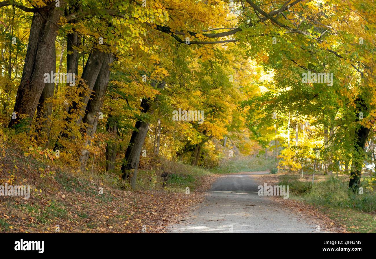 traveling down a golden leaf road on a scenic fall drive in Michigan USA Stock Photo