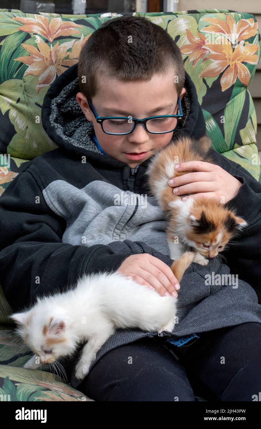 Two active kittens climb over a Young boy with glasses, as he holds and pets his young furry friends Stock Photo